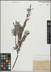 Foto von Salix repens subsp. incubacea (L.) A. Neumann